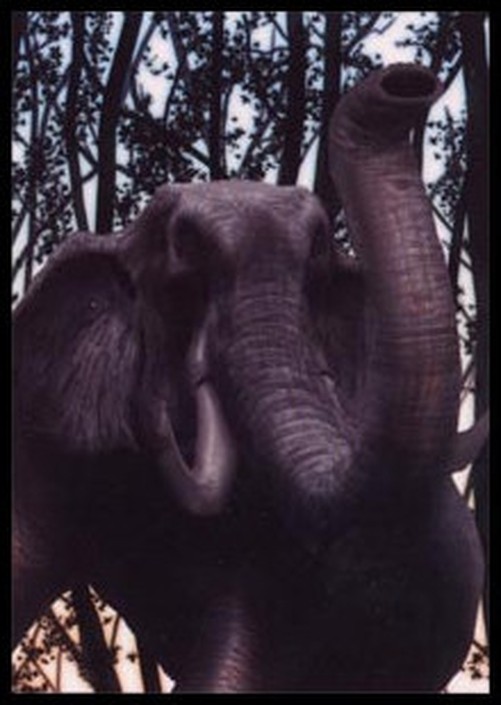 Magic: The Gathering Elephant Token (Green 3/3)